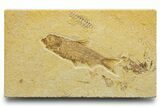 Detailed Fossil Fish (Knightia) - Wyoming #329717-1